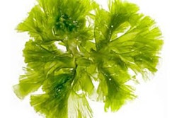 Algae-pig-feed-1309PIGalgaefeeds3