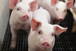 Antibiotic-free-piglets-1507FMFormulation1