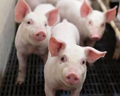 Antibiotic-free-piglets-1507FMFormulation1