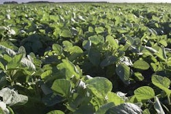 Argentine-soybean-crop-1410FIIngredients1