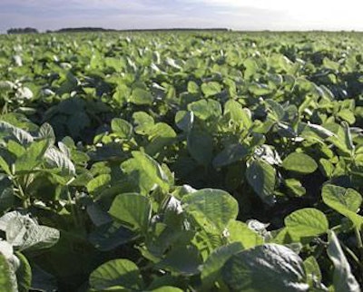 Argentine-soybean-crop-1410FIIngredients1