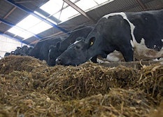 British Friesian cows Picture Tim Scrivener 07850 303986