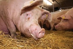 Baldershave-sows-1402FICaseStudy1