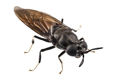 Black-Soldier-Fly