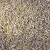 Black-soldier-fly-larvae-1601FIinsects1