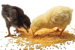 Broiler-Chicks-Eating