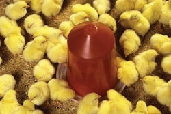 Broiler-chicks-drinking-1607Antibiotics1