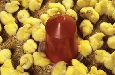 Broiler-chicks-drinking-1607Antibiotics1