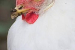 Broiler-feed-DDGS-1303FMpoultryforum2