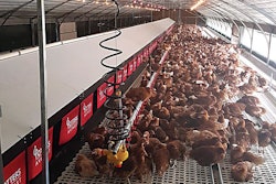 Cage-free-layer-nutrition