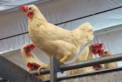 Cage-free-white-hens