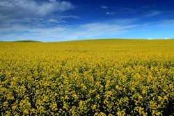Canola-field-1604Canola1