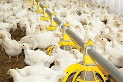 Chickens-fed-feedase-diets