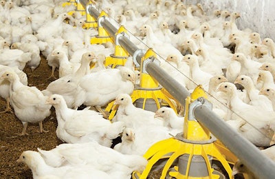 Chickens-fed-feedase-diets