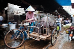 China-pigs-biosecurity-african-swine-fever