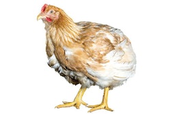 Cobb-Vantress-broiler