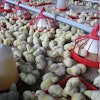 Cobb-broiler-breeders-1611BreederNutrition1