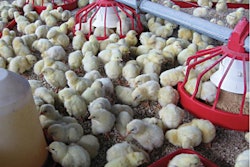 Cobb-broiler-breeders-1611BreederNutrition1