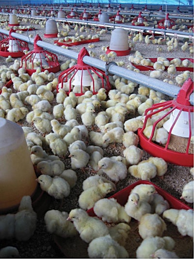 Cobb-broiler-breeders-1611BreederNutrition1