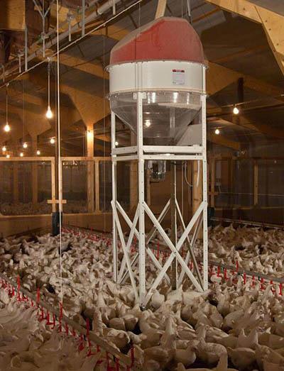 Collinson-Spin-broiler-feeding-system