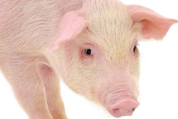 Pig who is represented on a white background