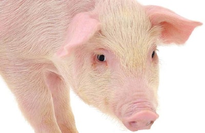 Pig who is represented on a white background