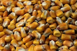 Corn-Zimbabwe
