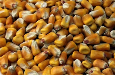 Corn-Zimbabwe
