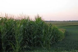 Corn-soybean-crop-1406USAbrusnahan