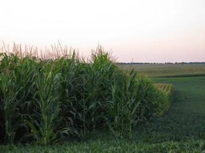 Corn-soybean-crop-1406USAbrusnahan