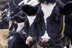 Cow-diet-formulation-1305FIsoluble61