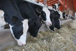 Cow-feed-alley-1411FMRuminants4