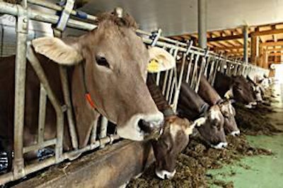 Cows feeding