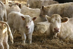 Cows_And_Calves