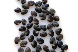 Crotalaria-rattlebox-seeds-1205FMguidetotoxicweedseeds1