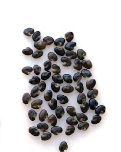 Crotalaria-rattlebox-seeds-1205FMguidetotoxicweedseeds1