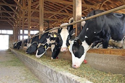 Dairy-cows-fed-canola-meal