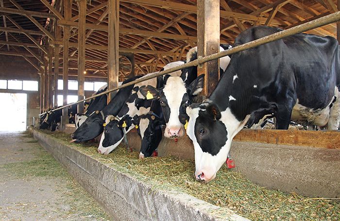 Best practices for feeding canola meal to dairy cows | Feed Strategy
