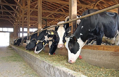 Dairy-cows-fed-canola-meal