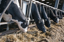 Dairy-forage-variability