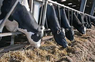 Dairy-forage-variability