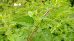 Dostofarm-Dosto-Sun-4Green-liquid-premixture