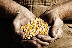 Corn and Farmer’s Hands