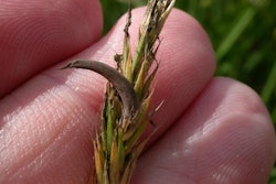 Ergot Fungus