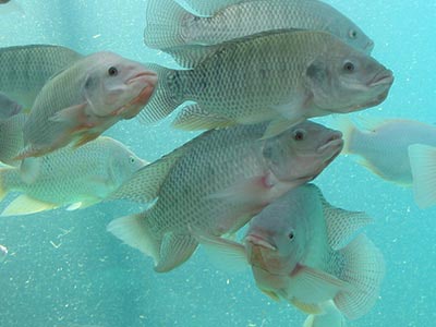 Fishes – Nile Tilapia