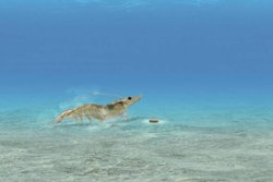 Evonik-shrimp