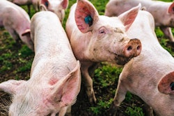 Feed-particle-size-pigs