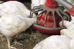 Feeder-height-1610PIpoultrynutrition1