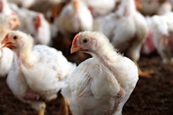 Young White Hen Looking At The Camera With A Group Of Other Chic