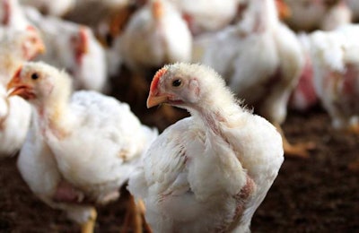 Young White Hen Looking At The Camera With A Group Of Other Chic